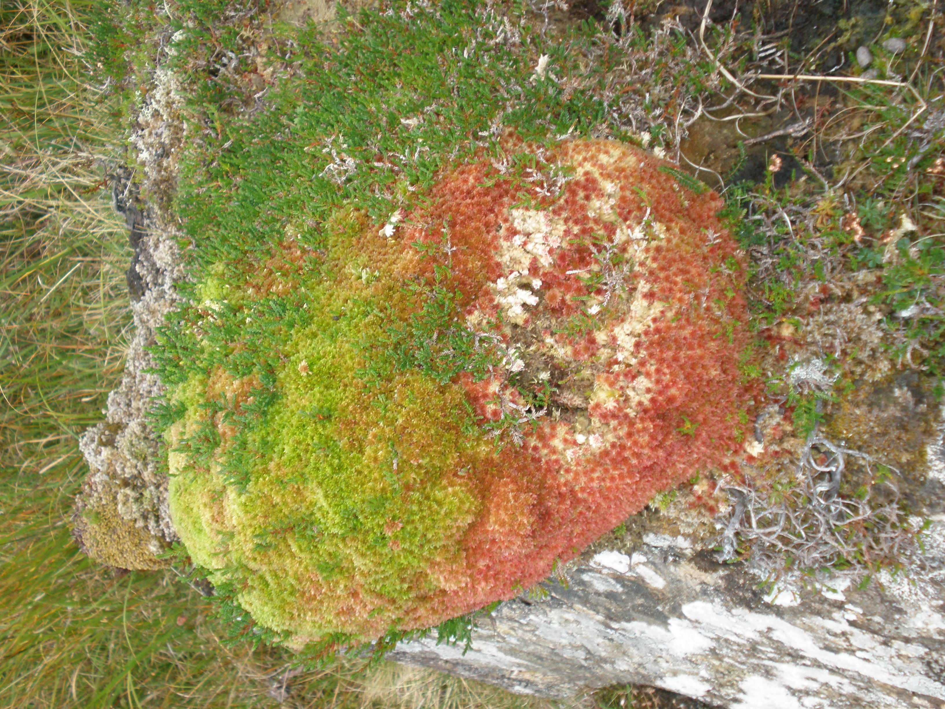Interesting looking moss on Letterettrin