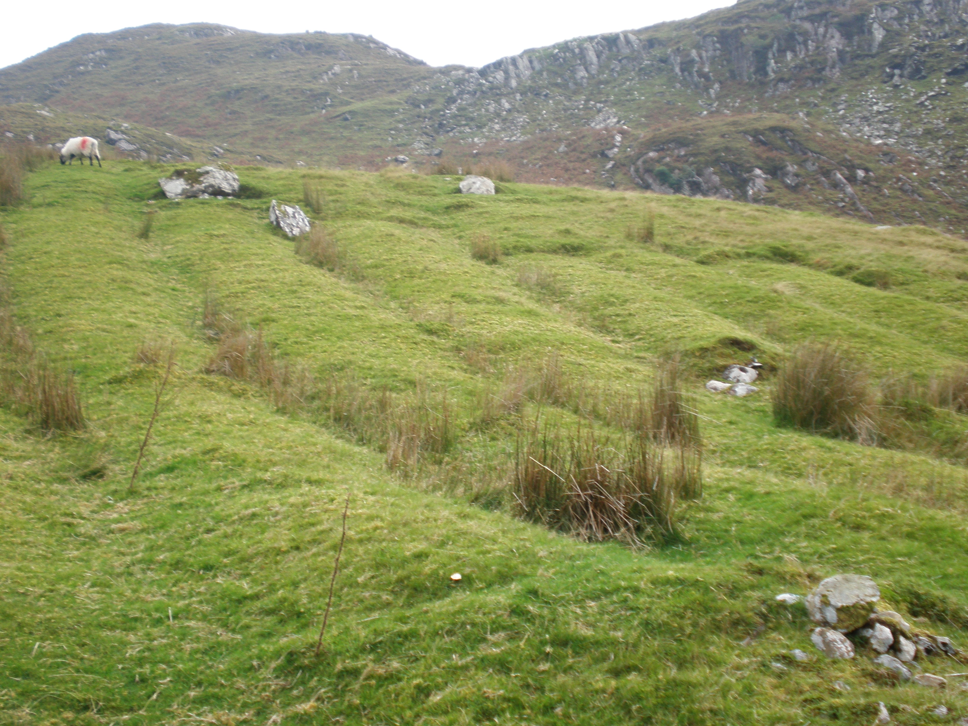 Famine Ridges overlooking Killary Harbour