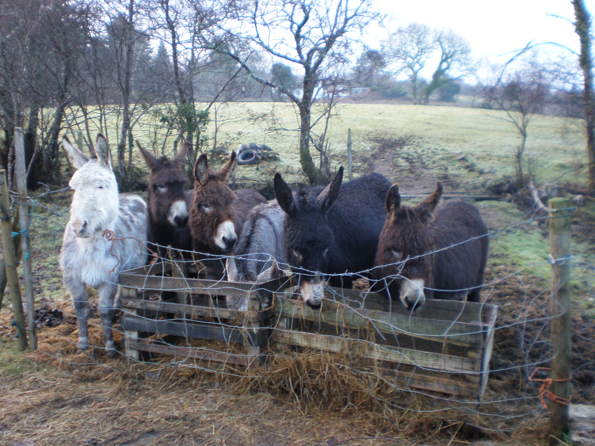 They think we are stupid