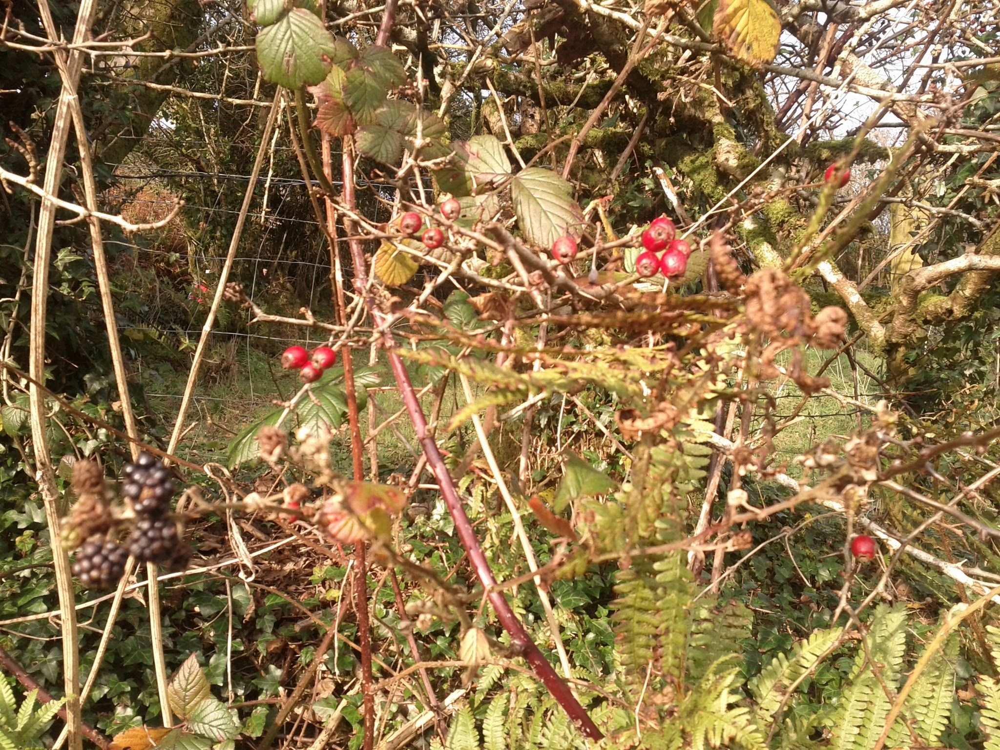 Crosshill Museum Famine Grave